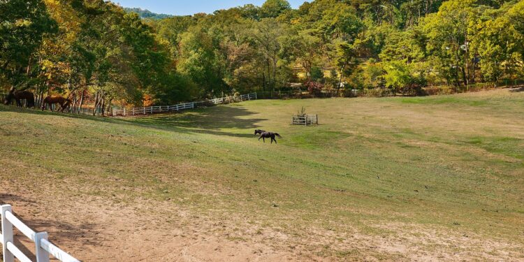 Understanding Feline Behavior: How Vaccinations Influence Your Cat's Mood and Activity