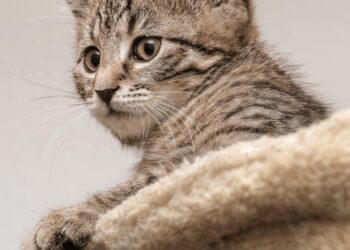 Perfect Companions: Calm and Allergy-Free Felines