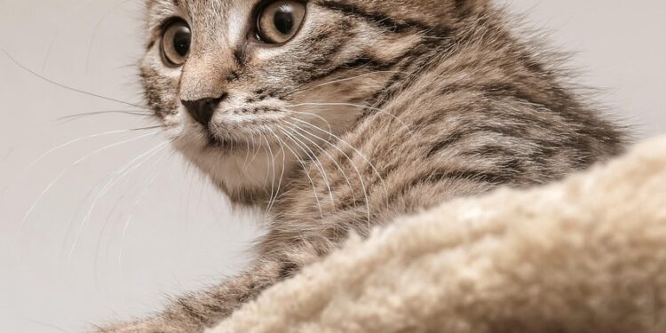 Perfect Companions: Calm and Allergy-Free Felines