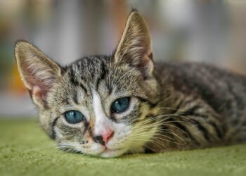 Selecting the Perfect Medium Cat for Your Apartment Space