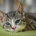 Selecting the Perfect Medium Cat for Your Apartment Space