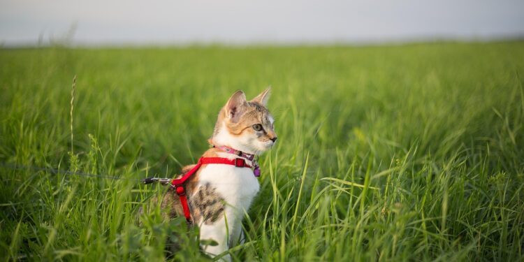 Exploring the Best No Pull Cat Harnesses