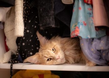 Feline Fashion: Trends in Cat Clothing