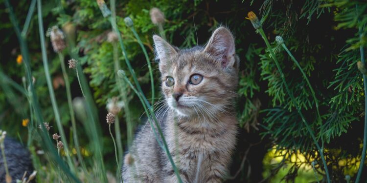 Discovering the Perfect Small Hypoallergenic Cat for Your Home