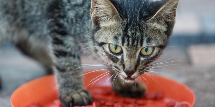 Top Choices for Cat Food That Supports Weight Loss and Joint Health