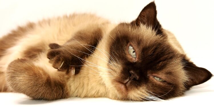 Common Feline Diseases and How to Prevent Them