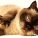 Common Feline Diseases and How to Prevent Them