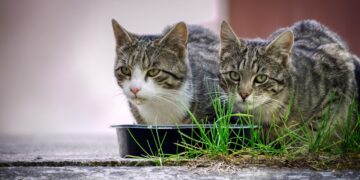 Top Picks for Nutrient-Rich Cat Foods