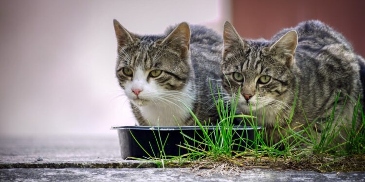 Top Picks for Nutrient-Rich Cat Foods