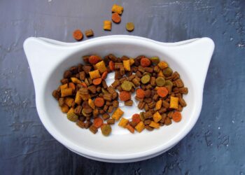 Safe and Nutritious: Everyday Foods Your Cat Can Enjoy