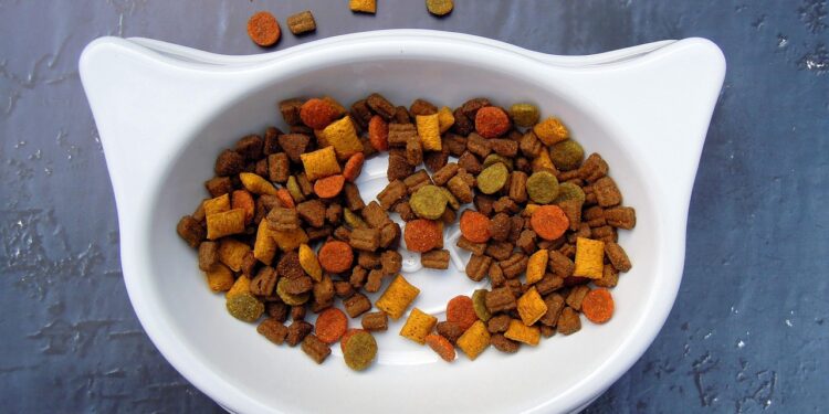 Safe and Nutritious: Everyday Foods Your Cat Can Enjoy