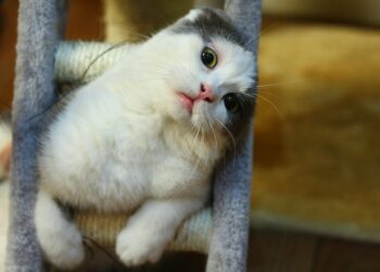 Unlocking Whiskers' Wit: The Enigmatic World of Cat Puzzles