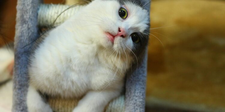 Unlocking Whiskers' Wit: The Enigmatic World of Cat Puzzles