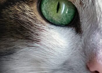 Ideal Apartment Cats: Breeds That Thrive in Smaller Spaces