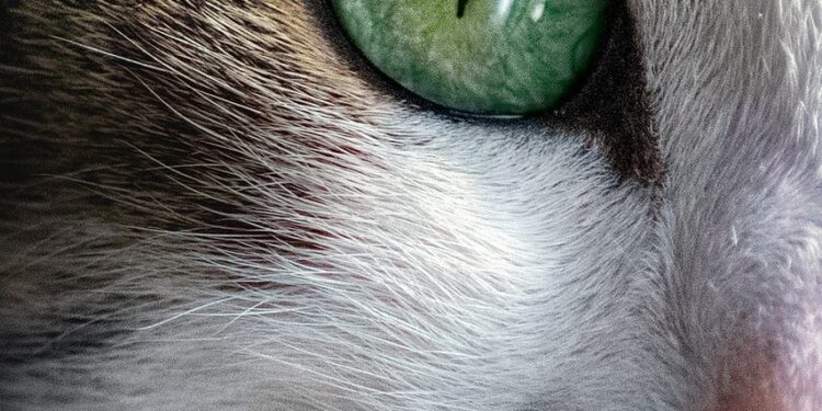 Ideal Apartment Cats: Breeds That Thrive in Smaller Spaces