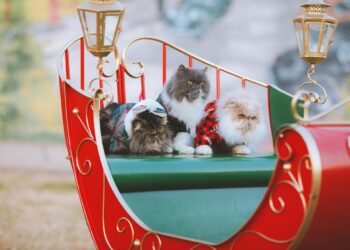 Chic Whiskers: Exploring the World of Designer Cat Accessories