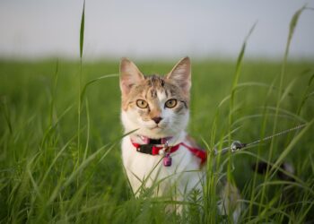 Feline Governance: Exploring the Phenomenon of Cats Leading Cats