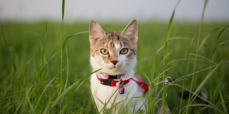 Feline Governance: Exploring the Phenomenon of Cats Leading Cats