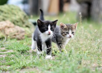 Discover the Serenity of Small Hypoallergenic Cats