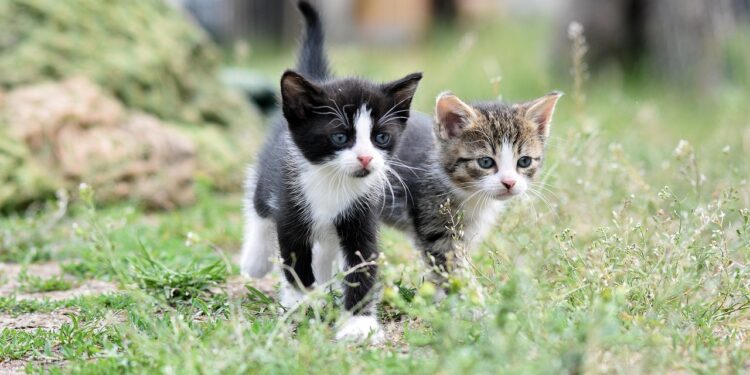 Discover the Serenity of Small Hypoallergenic Cats