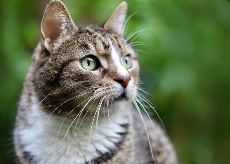 The Science of Feline Bonding: How Cats Develop Relationships with Humans