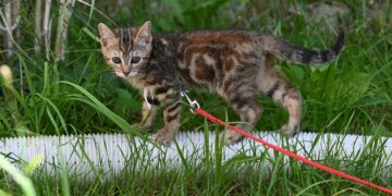 Revolutionizing Walks: The Hands-Free Cat Leash Experience
