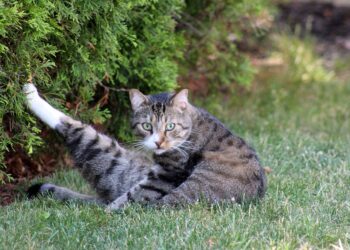 Mastering Meows: Effective Techniques for Cat Behavior Training