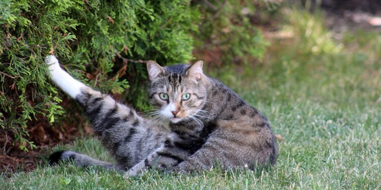 Mastering Meows: Effective Techniques for Cat Behavior Training