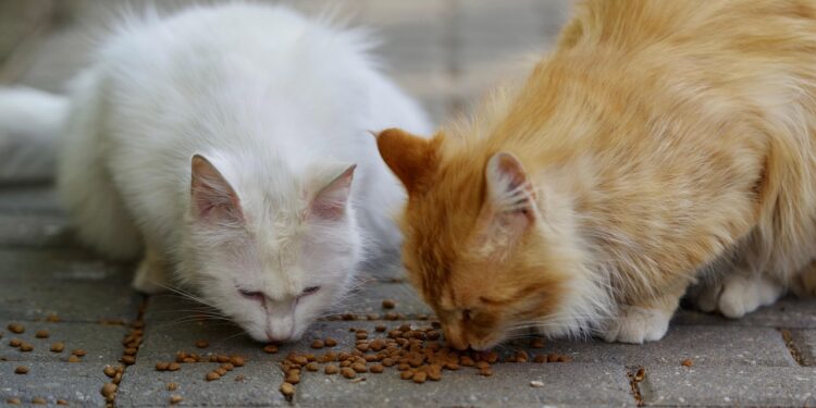 Top Choices for Cat Food to Soothe Sensitive Stomachs and Reduce Diarrhea