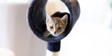 Unveiling the Magic: Exploring the Double Delight of Cat Toy Ball-in-a-Ball