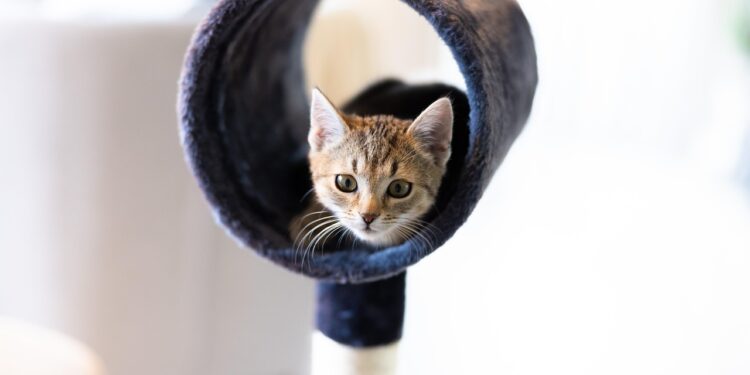 Unveiling the Magic: Exploring the Double Delight of Cat Toy Ball-in-a-Ball