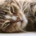 Preventing Common Cat Diseases: Expert Insights