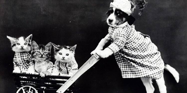 Unleashing the Stylish Cat