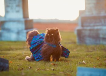 Feline Fashion: Unveiling the Latest Trends in Designer Cat Clothes