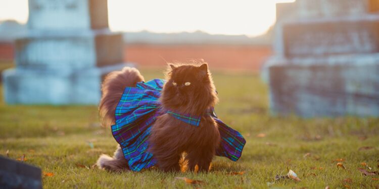 Feline Fashion: Unveiling the Latest Trends in Designer Cat Clothes