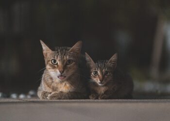 Perfect Pals: Hypoallergenic Cats for Kid-Friendly Homes