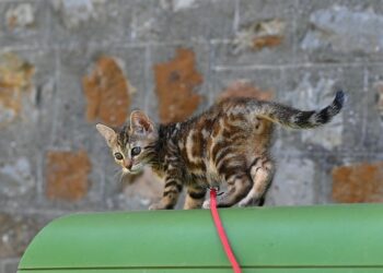 Escape-proof Adventures: Choosing the Best Heavy Duty Cat Leash