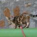 Escape-proof Adventures: Choosing the Best Heavy Duty Cat Leash