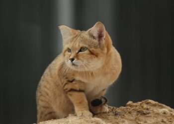 Gentle Feline Companions: The Charm of Calm