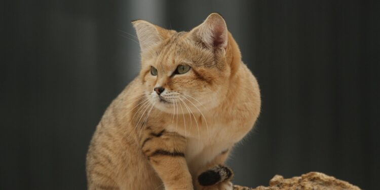 Gentle Feline Companions: The Charm of Calm