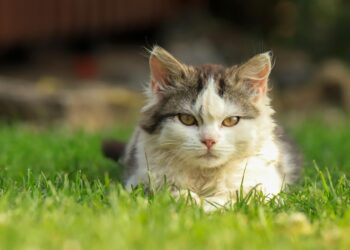 The Silent Signs of Illness in Cats: What to Watch For