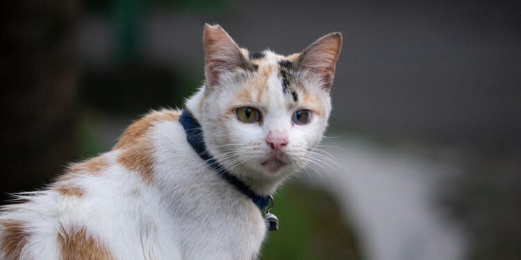 Exploring the Great Outdoors: A Guide to Kitten Leashes