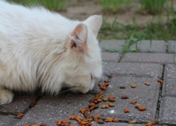 Optimal Nutrition for Aging Felines