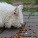 Optimal Nutrition for Aging Felines