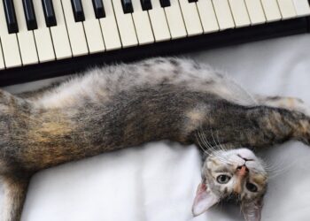 Decoding Whiskers and Tails: Intriguing Insights into Cat Behavior