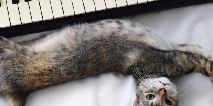 Decoding Whiskers and Tails: Intriguing Insights into Cat Behavior