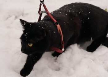 Mastering the Art of the No-Pull Leash for Secure Cat Walks