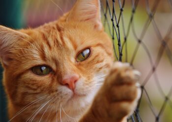 Top Strategies for Keeping Your Cat Happy and Healthy