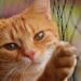 Top Strategies for Keeping Your Cat Happy and Healthy