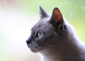 Perfect Cats for Busy Owners: Breeds That Thrive Alone